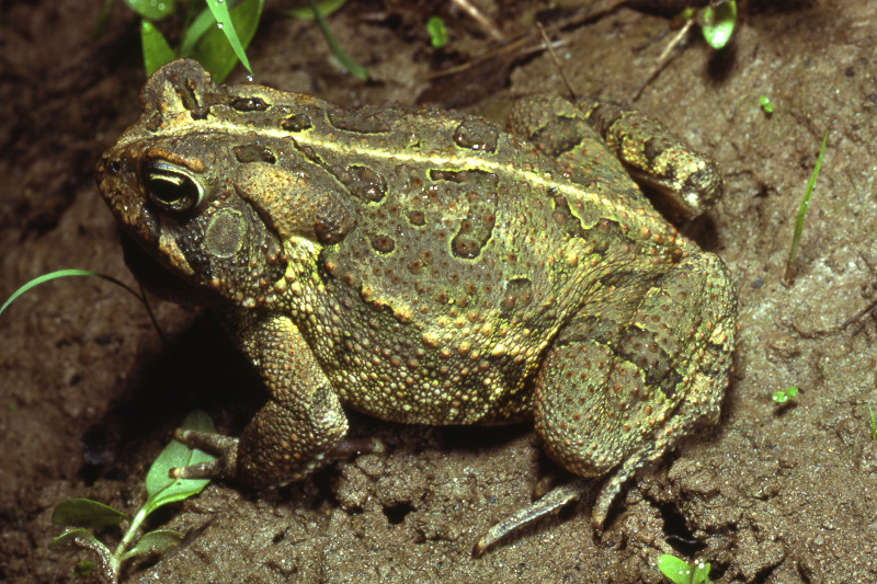 Fowler's toad (Anaxyrus woodhousii). Credit: Jack Ray